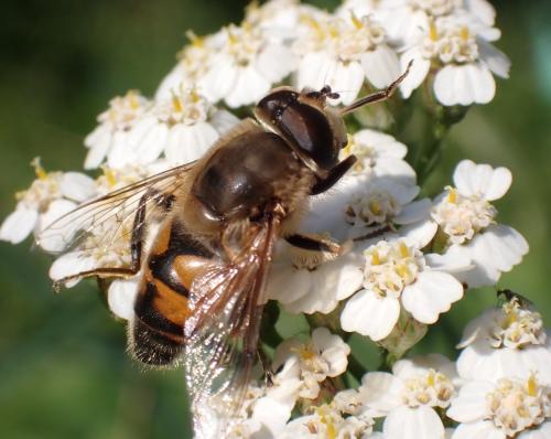 Eristalis tenax